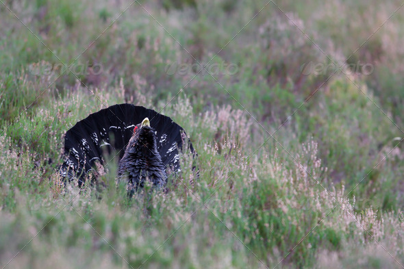 Capercaillie Tetrao urogallus adult male displaying - Stock Photo - Images