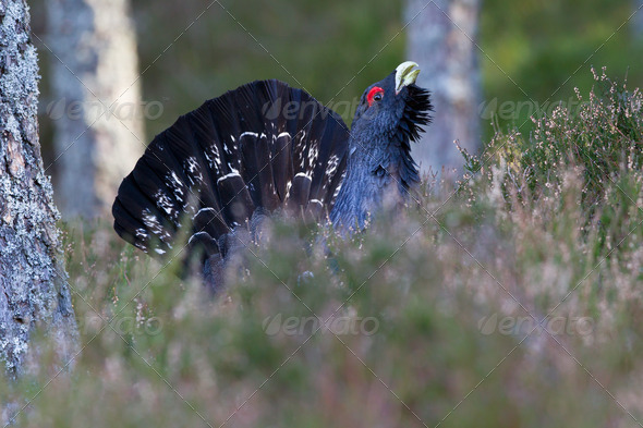 Capercaillie Tetrao urogallus adult male displaying - Stock Photo - Images