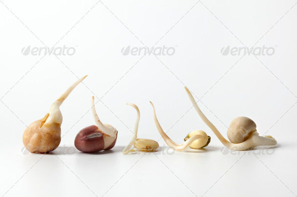 Different types of sprouts close up - Stock Photo - Images