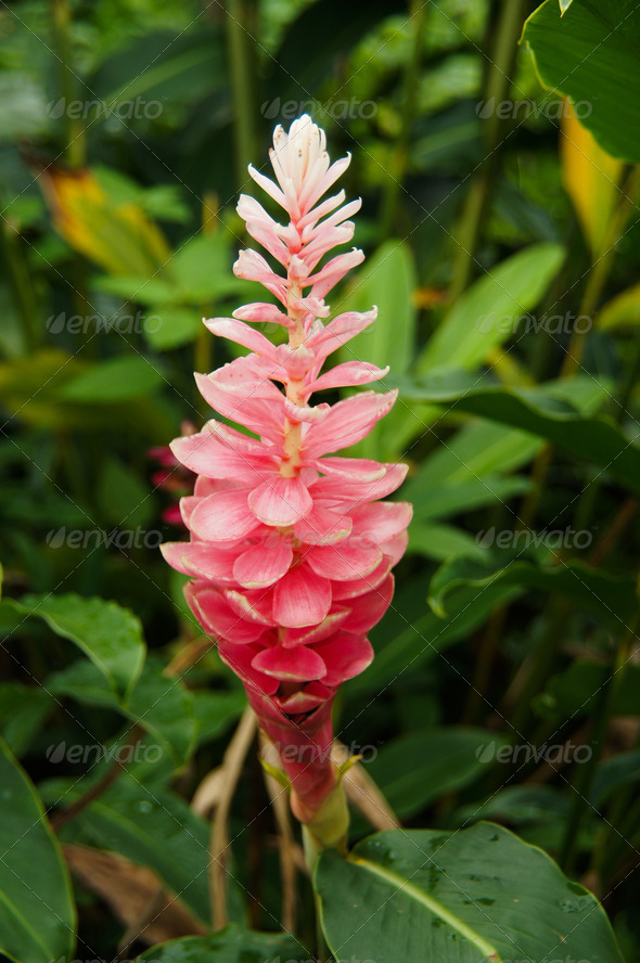 alpinia purpurata ginger