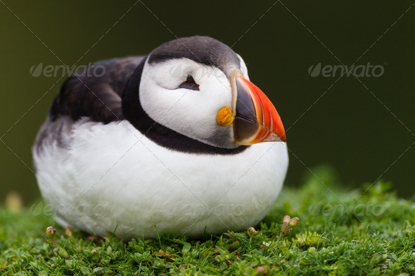 Sleeping Puffin on Skomer Island, Wales - Stock Photo - Images