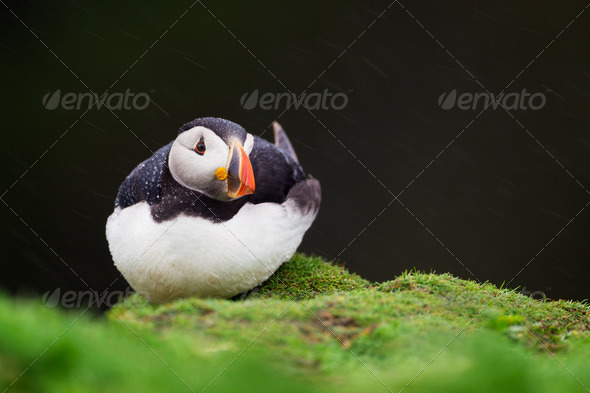 Puffin resting in the rain on Skomer Island, Wales - Stock Photo - Images
