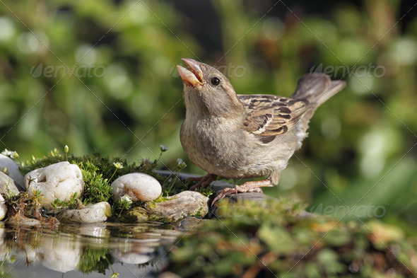 House Sparrow (Passer domesticus) - Stock Photo - Images