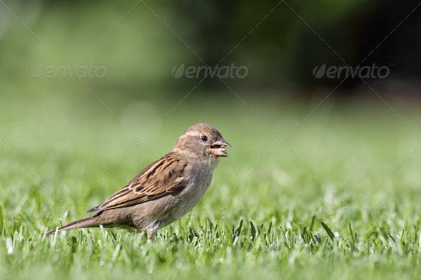 House Sparrow (Passer domesticus) - Stock Photo - Images