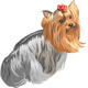 Vector pedigreed dog Yorkshire terrier - 3