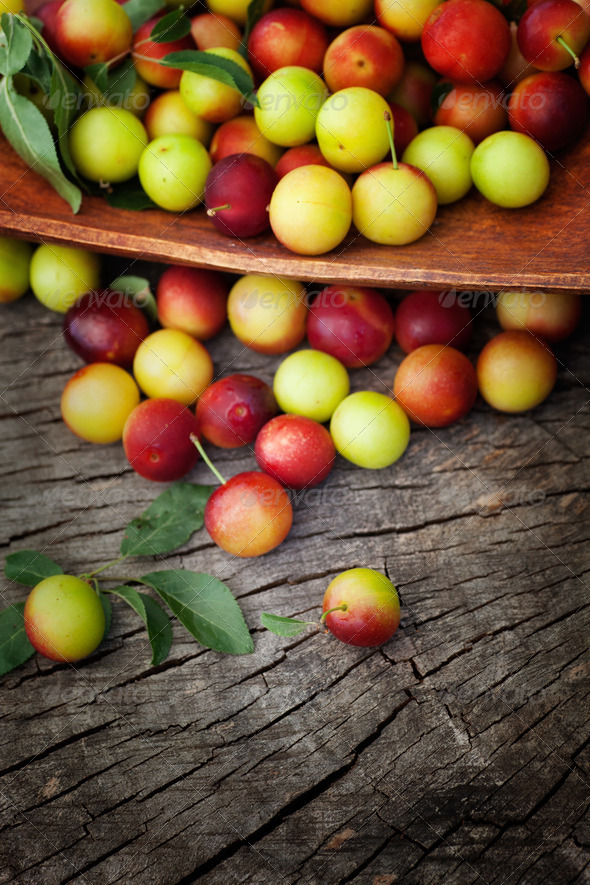 Wild plums - Stock Photo - Images