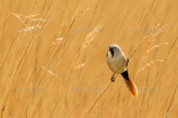Bearded Reedling or Bearded Tit perched on reed stem - Stock Photo - Images