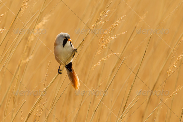 Bearded Reedling or Bearded Tit perched on reed stem - Stock Photo - Images