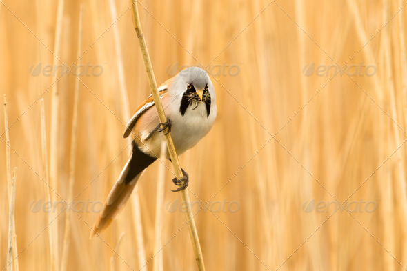 Bearded Reedling or Bearded Tit perched on reed stem - Stock Photo - Images