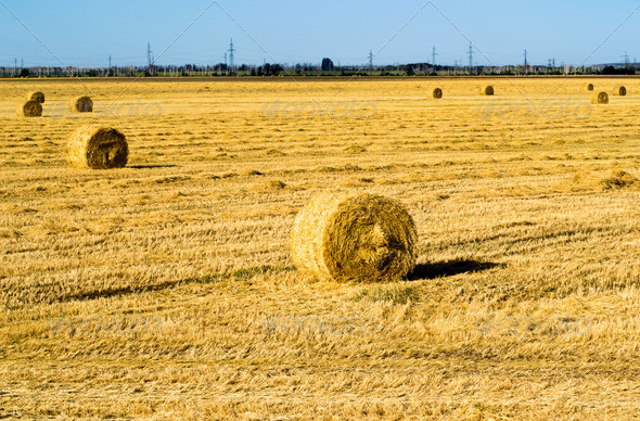 Farm field with hay bales - Stock Photo - Images