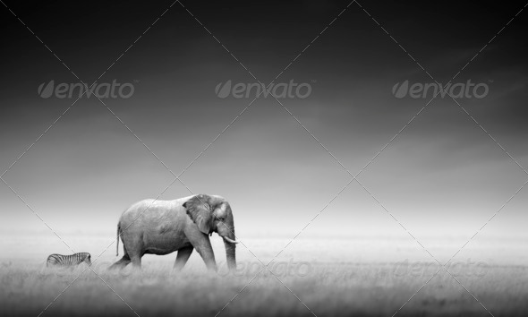 Elephant with zebra (Artistic processing) - Stock Photo - Images