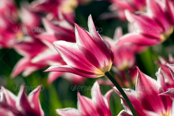 tulips - Stock Photo - Images