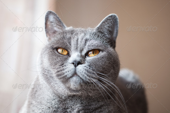 Pleased muzzle of gray British cat