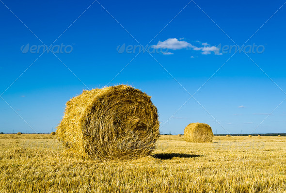 Farm field with hay bales - Stock Photo - Images