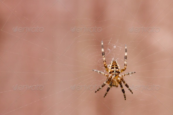 Common garden spider on its web - Stock Photo - Images