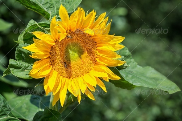 Yellow sunflower, bee and green background