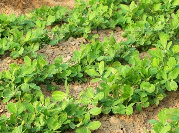 Vegetable Patch with Fresh Greens - Stock Photo - Images