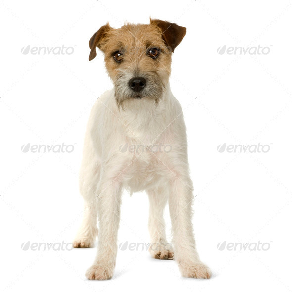 Stock Photo - PhotoDune Jack russell 253706 Stock Photo - PhotoDune Jack russell 253706