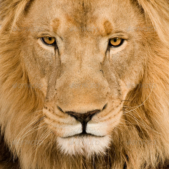 Lion Closeup 108