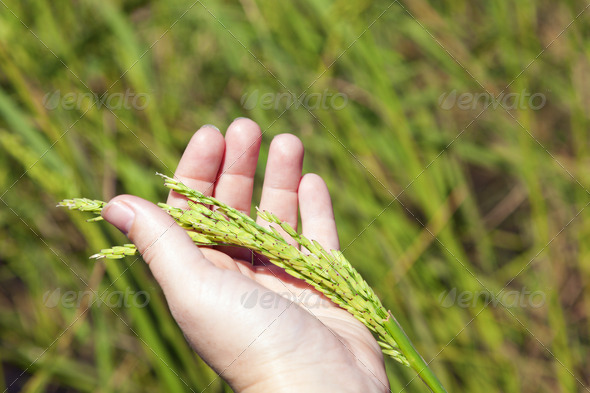 Closeup image of a hand holding a stem of rice