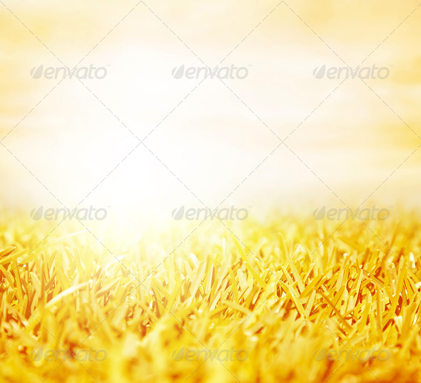 Wheat field - Stock Photo - Images