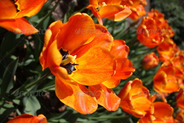 Burnt Orange Springtime Flowers