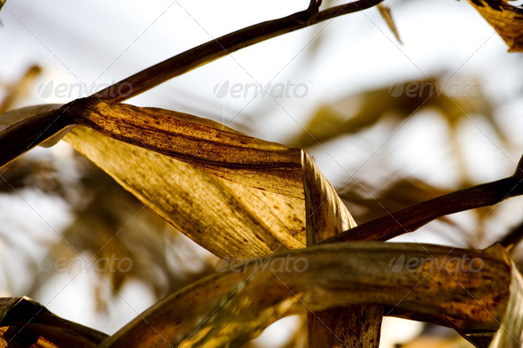 Corn in farm - Stock Photo - Images