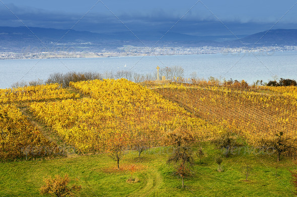 vineyard above Lake Neuchatel - Stock Photo - Images
