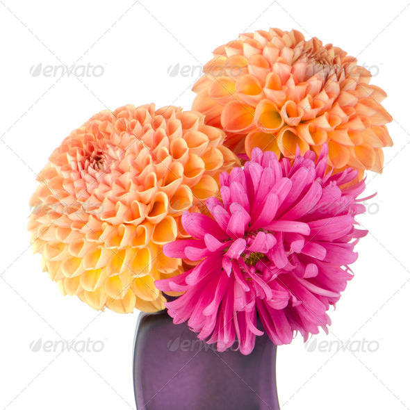 Three dahlias - Stock Photo - Images