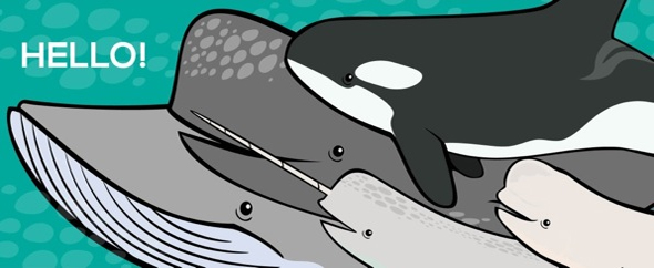 Cetaceans