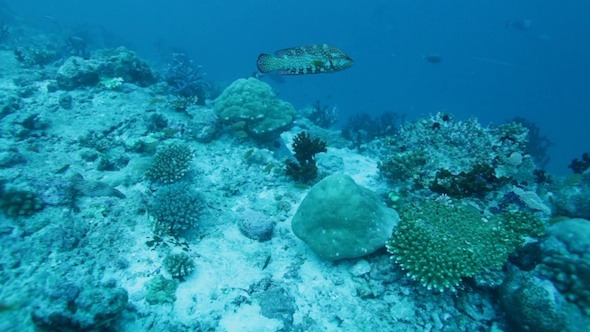 VideoHive Colorful Grouper and Tropical Coral Reef Maldives 3194091 VideoHive Colorful Grouper and Tropical Coral Reef Maldives 3194091