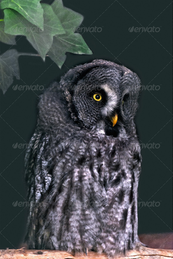 Great Grey Owl - Stock Photo - Images