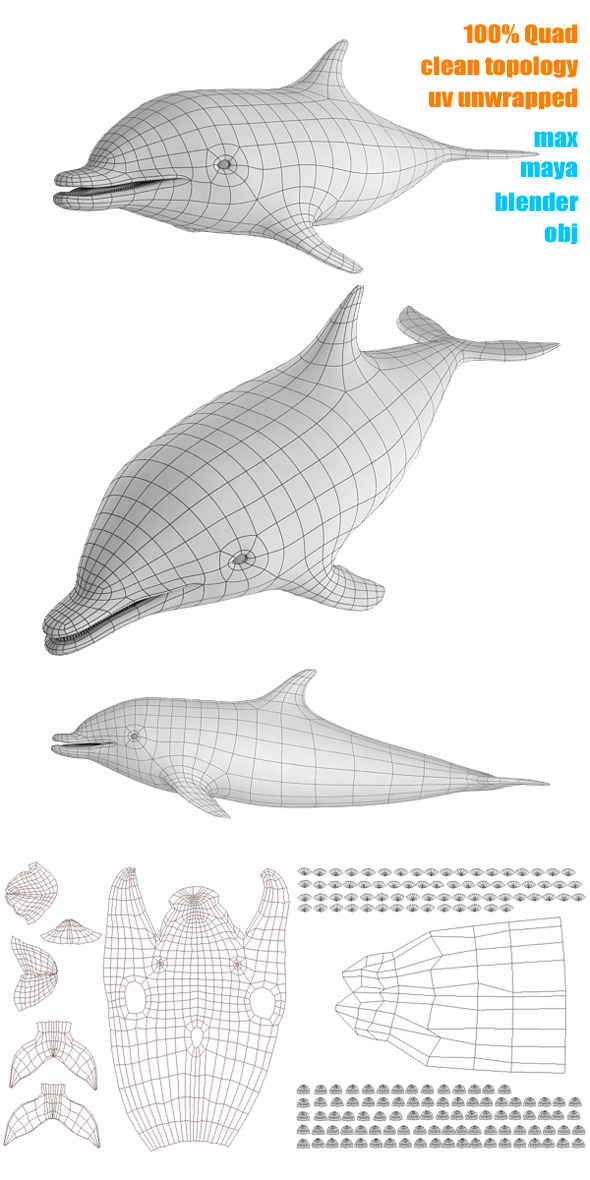 3DOcean Dolphin Base Mesh 3232090 3DOcean Dolphin Base Mesh 3232090