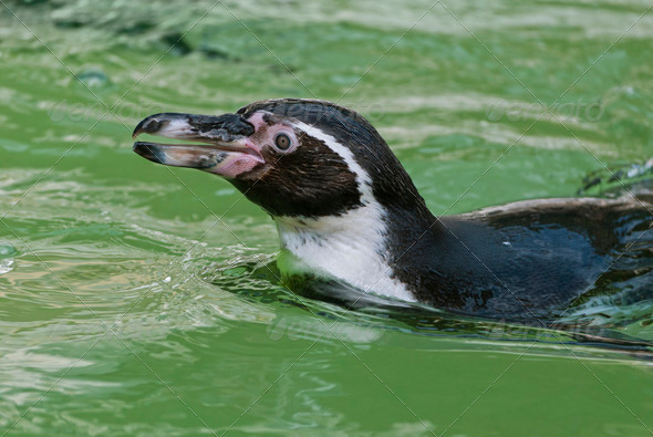 Humboldt Penguin - Stock Photo - Images
