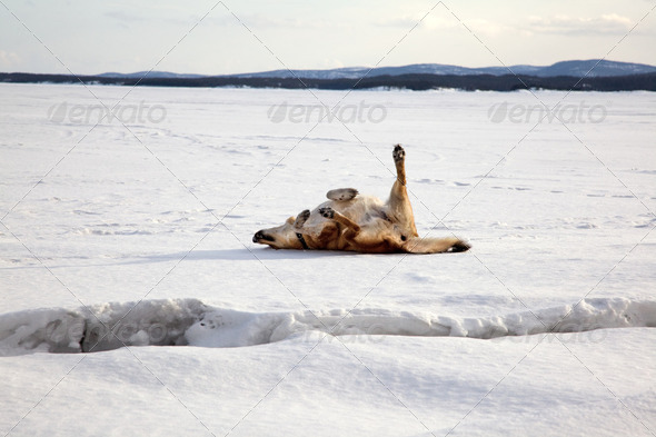 Red dog is bathed in the snow - Stock Photo - Images