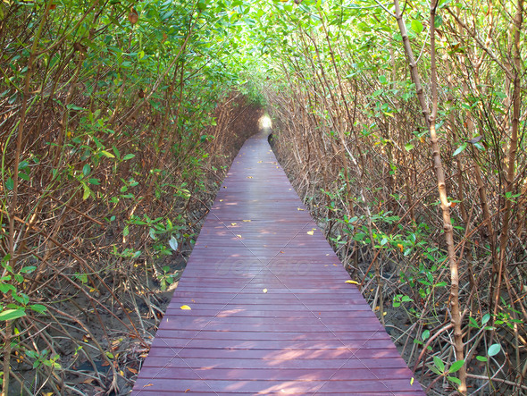 Underpass of trees - Stock Photo - Images