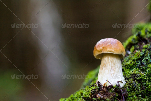 Mushroom in the wild - Stock Photo - Images