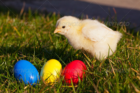 Small chicken with colorful Easter eggs - Stock Photo - Images