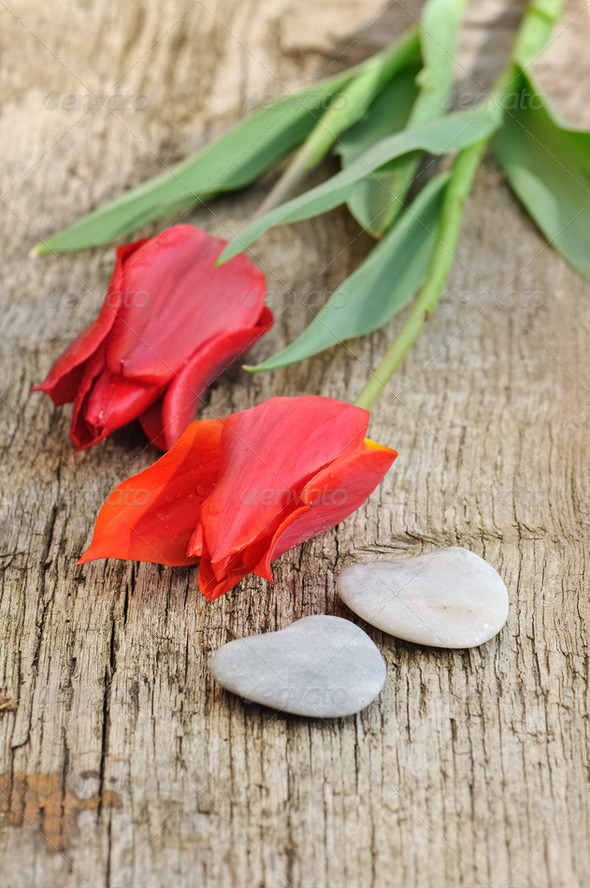 red tulips and stone hearts - Stock Photo - Images