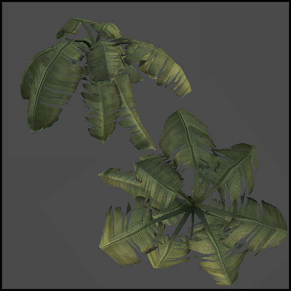 3DOcean Palm tree 3291279 3DOcean Palm tree 3291279