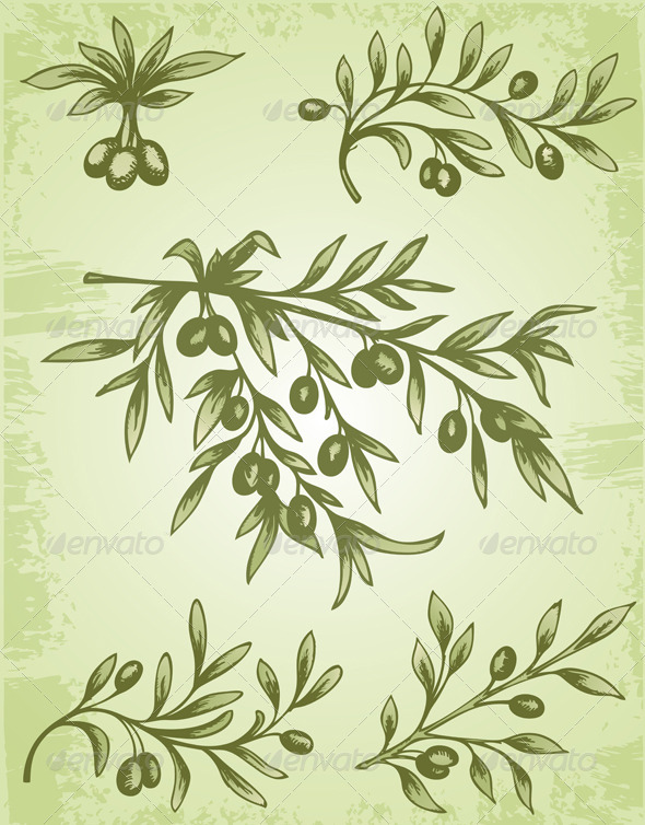 GraphicRiver Vintage Olive Branch 3295373 GraphicRiver Vintage Olive Branch 3295373