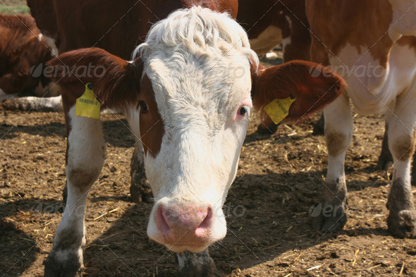 Moo portrait 03 - Stock Photo - Images