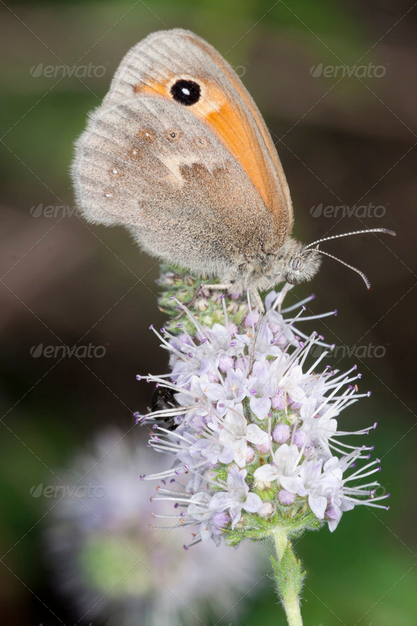 Butterfly resting on flower - Stock Photo - Images
