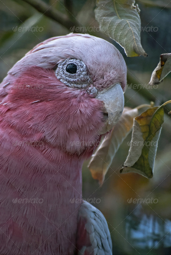 Galah - Stock Photo - Images