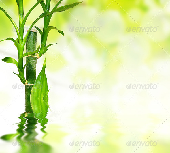 bamboo leaves reflected in water - Stock Photo - Images