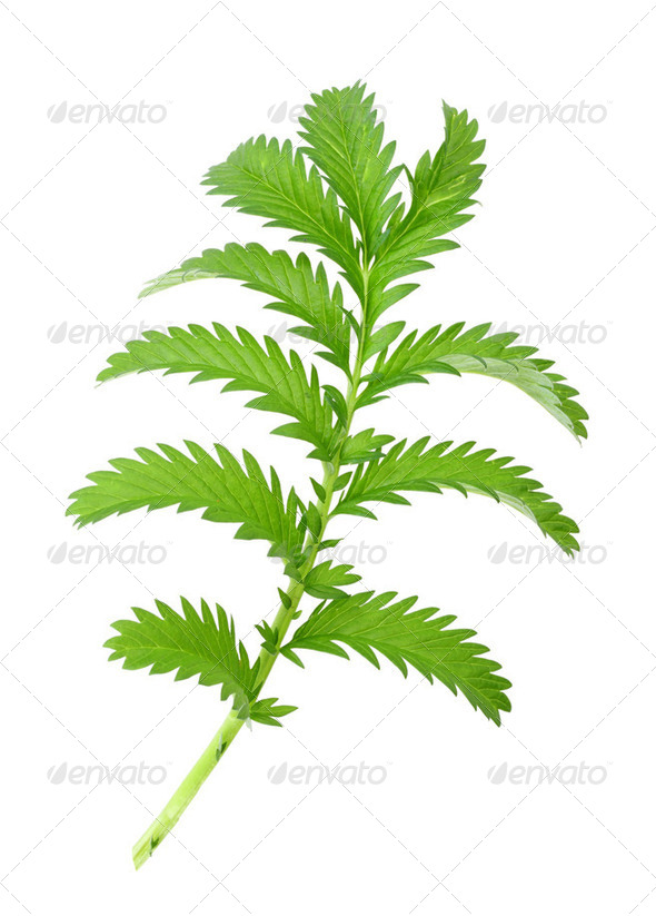 One green leaf - Stock Photo - Images