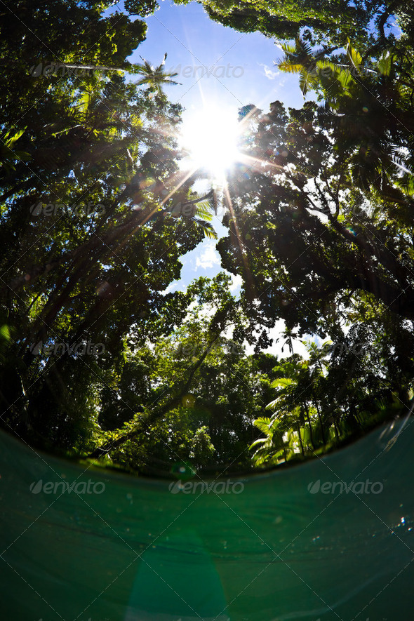 Jungle pool - Stock Photo - Images