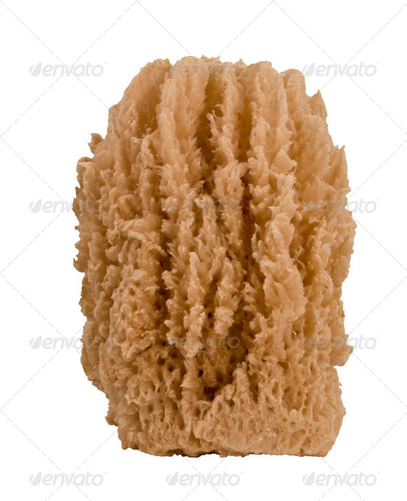 natural sea sponge - Stock Photo - Images