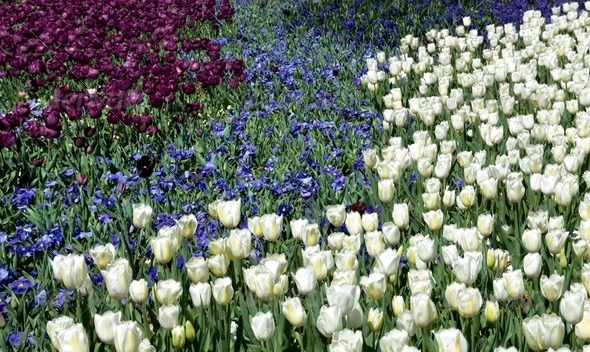 Spring Floral Display - Stock Photo - Images