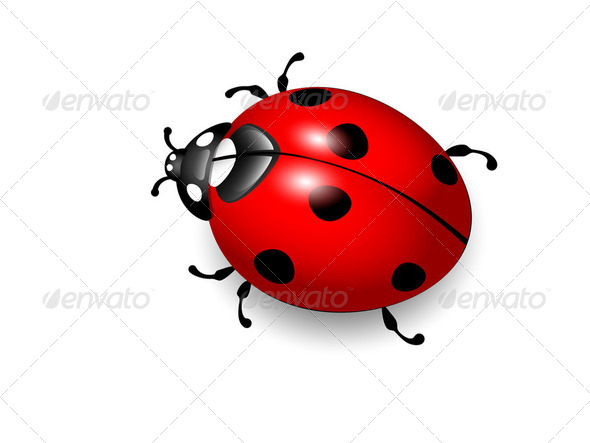 Ladybird - Stock Photo - Images